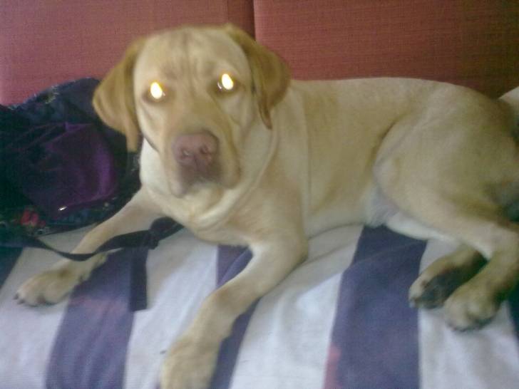 Tara - Labrador Retriever (3 ans)