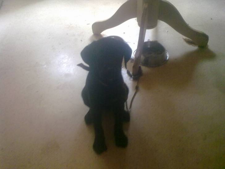 Toby - Labrador Retriever Mâle (2 ans)