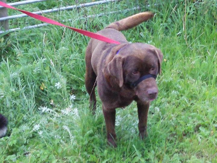 Max (keminquinn nickel) - Labrador Retriever Mâle (6 ans)