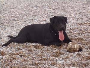 dyck - Labrador Retriever Mâle (2 ans)