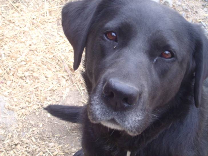 Rosa - Labrador Retriever (8 ans)
