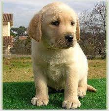 Mini - Labrador Retriever (2 mois)