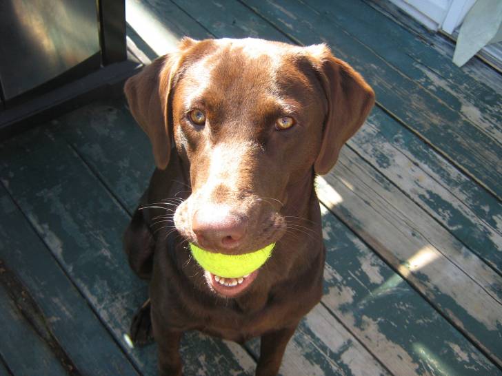 chloé - Labrador Retriever (1 an)