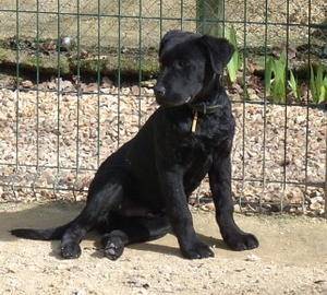 louki - Labrador Retriever Mâle (4 mois)