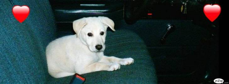 Marley - Labrador Retriever (3 ans)