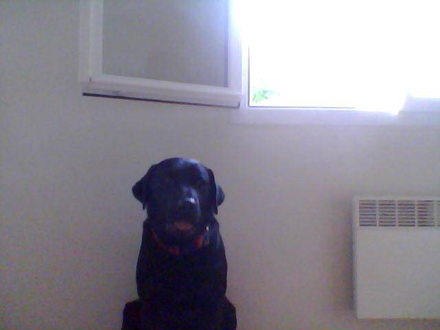 bethoven - Labrador Retriever Mâle (10 mois)