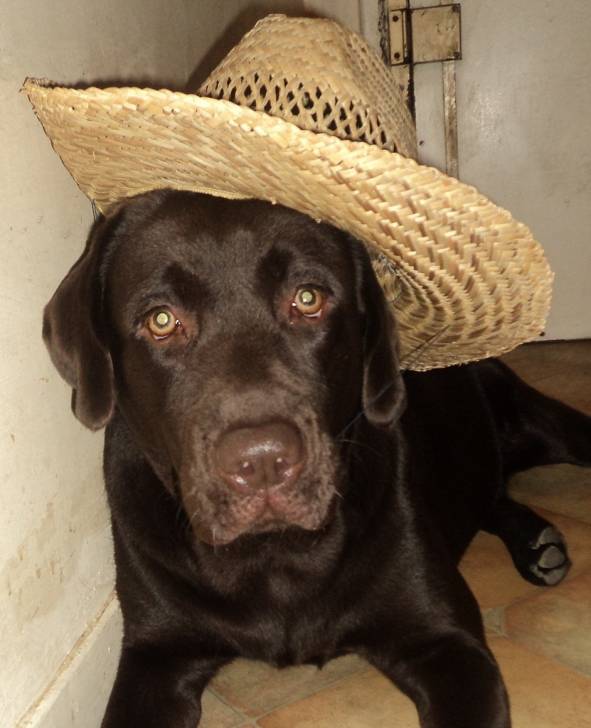 Dito - Labrador Retriever Mâle (4 ans)