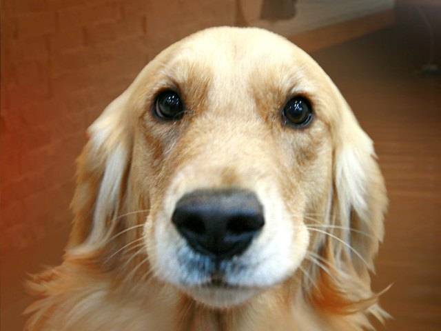 Jessie - Labrador Retriever (3 ans)