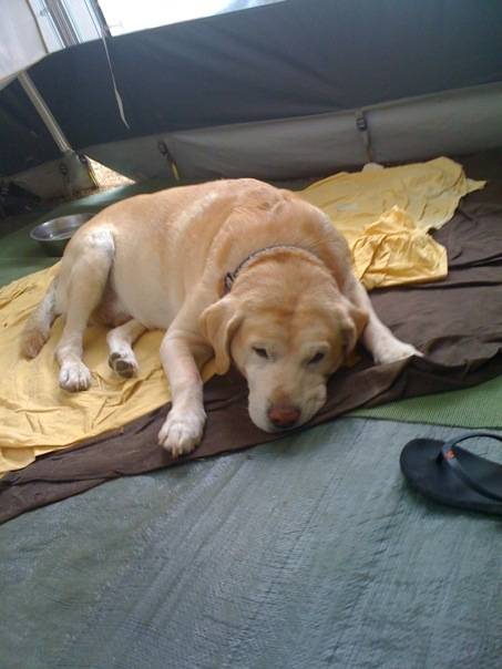 pirate - Labrador Retriever Mâle (13 ans)