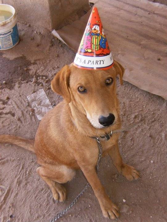 Rony bonito - Labrador Retriever Mâle (2 ans)