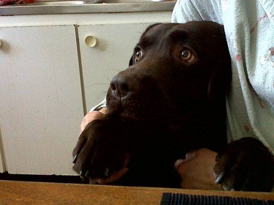 Dito - Labrador Retriever Mâle (4 ans)