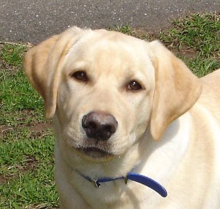 Dakota - Labrador Retriever Mâle (4 ans)