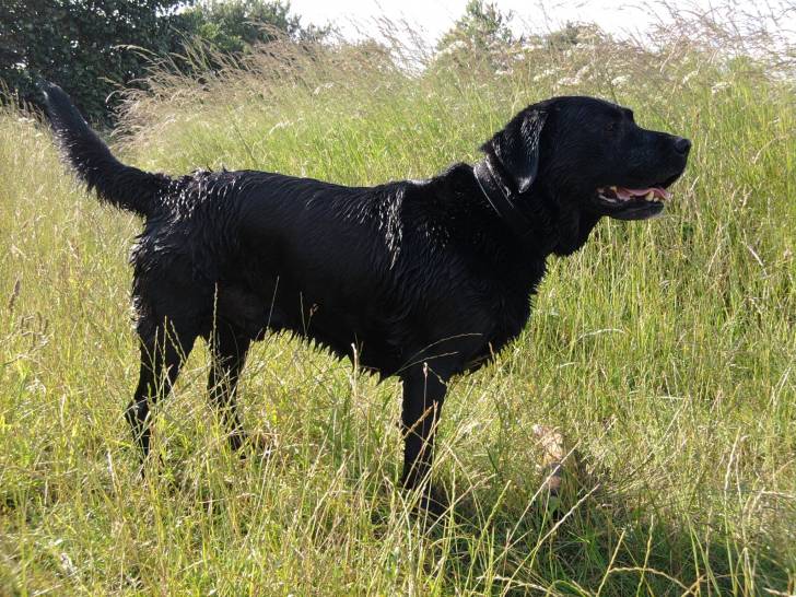 Berkley - Labrador Retriever Mâle (10 ans)