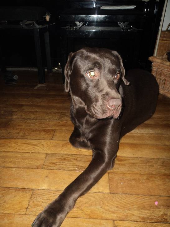 Dito - Labrador Retriever Mâle (4 ans)