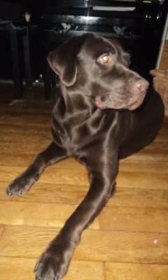 Dito - Labrador Retriever Mâle (4 ans)