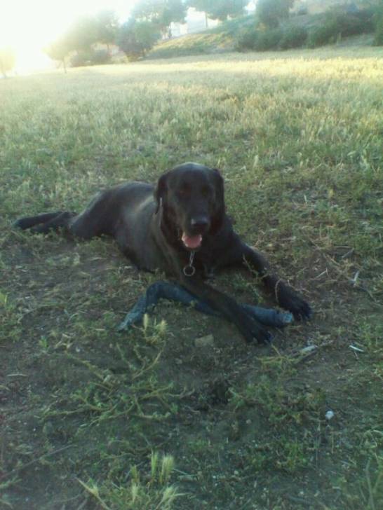kira - Labrador Retriever (2 ans)