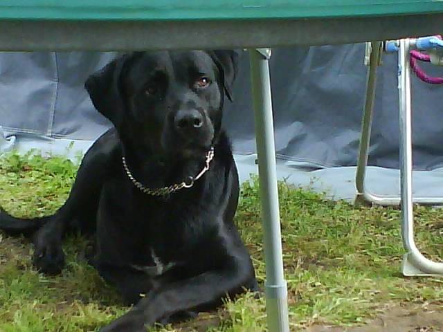 marley - Labrador Retriever Mâle (3 ans)