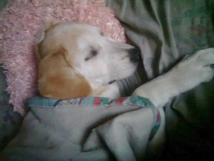 tobi - Labrador Retriever Mâle (1 an)