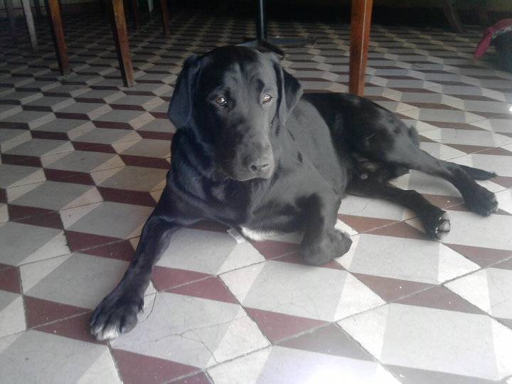 blacky - Labrador Retriever Mâle (2 ans)