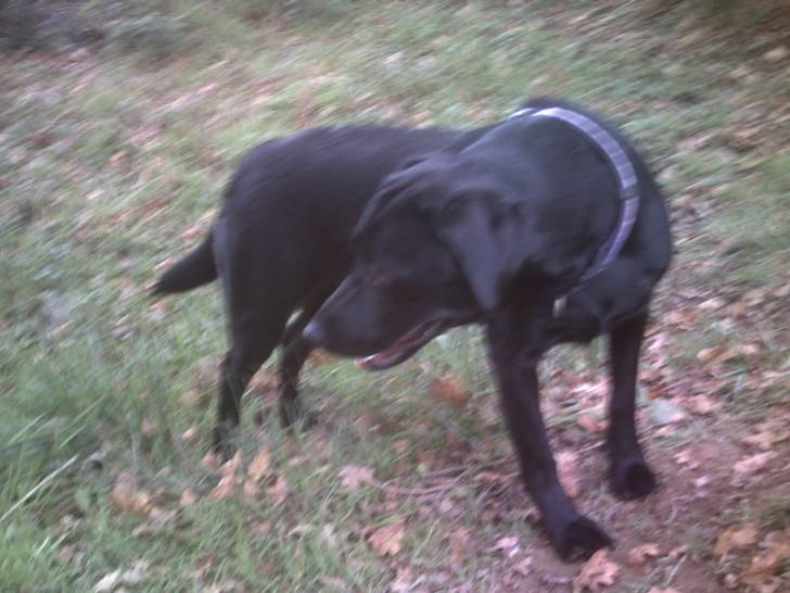 Bramble - Labrador Retriever (2 mois)