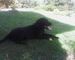 Lusi - Labrador Retriever (3 ans)