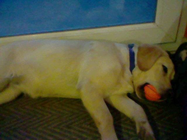 Fougère - Labrador Retriever (1 an)