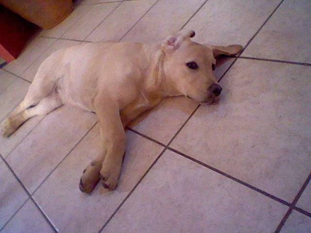 Fougère - Labrador Retriever (1 an)