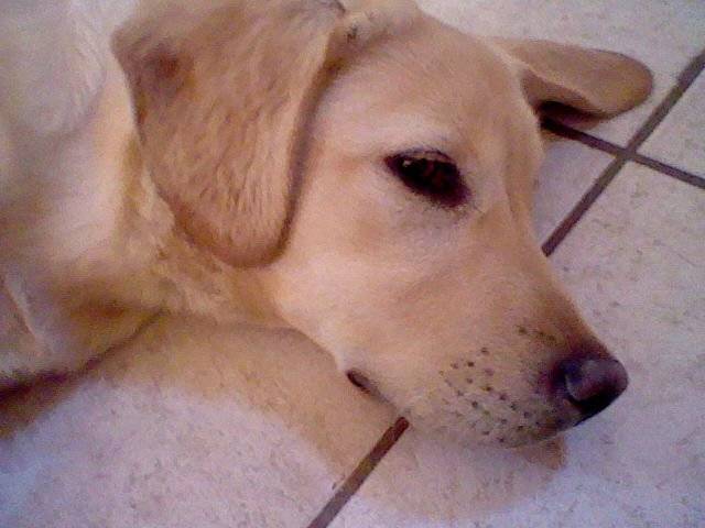 Fougère - Labrador Retriever (1 an)