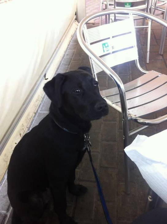 Ringo - Labrador Retriever Mâle (8 mois)