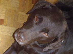 smirnoff - Labrador Retriever Mâle (6 ans)