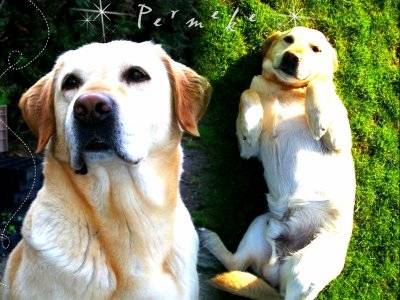 Permeke - Labrador Retriever Mâle (10 ans)