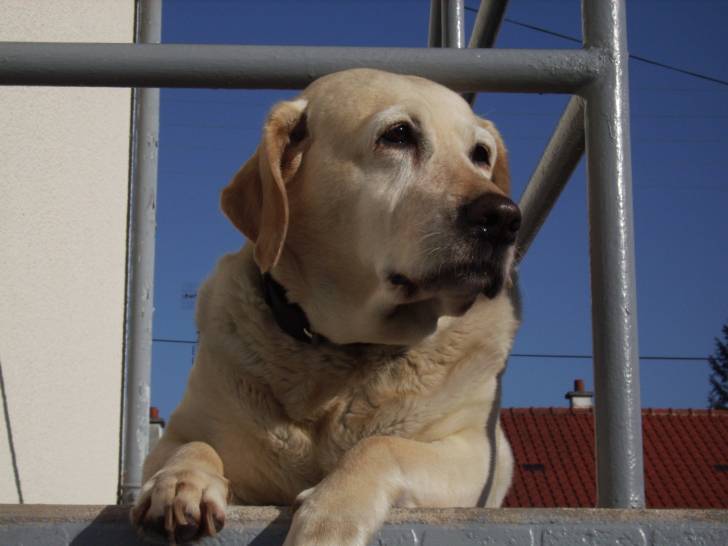 Ora ma nounoute - Labrador Retriever (13 ans)