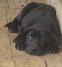 Maxxy - Labrador Retriever Mâle (9 mois)