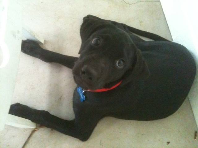 Sudie - Labrador Retriever (1 an)