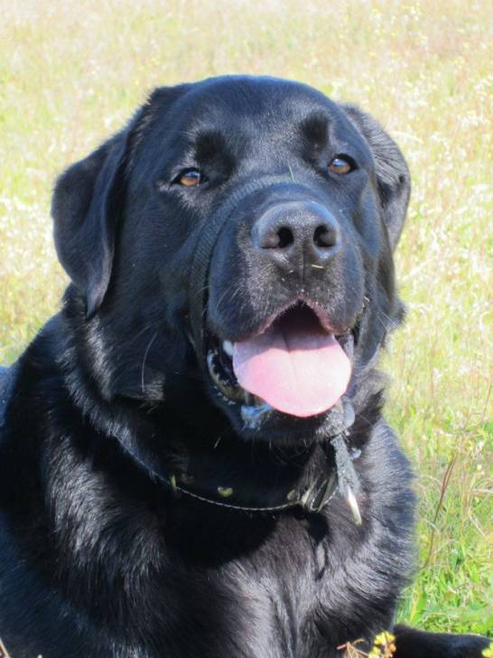 Buda - Labrador Retriever Mâle (1 an)