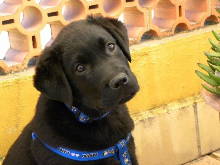 Buda - Labrador Retriever Mâle (1 an)