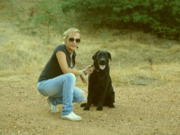 Buda - Labrador Retriever Mâle (1 an)