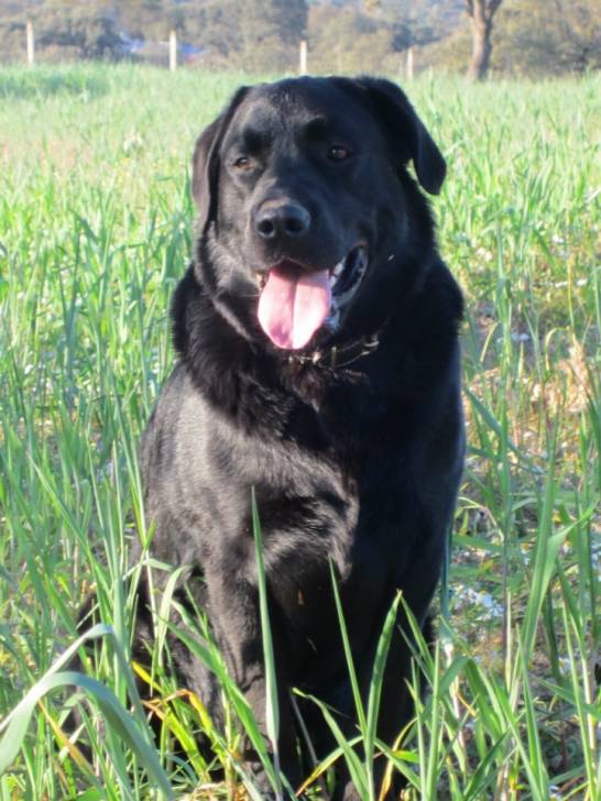 Buda - Labrador Retriever Mâle (1 an)