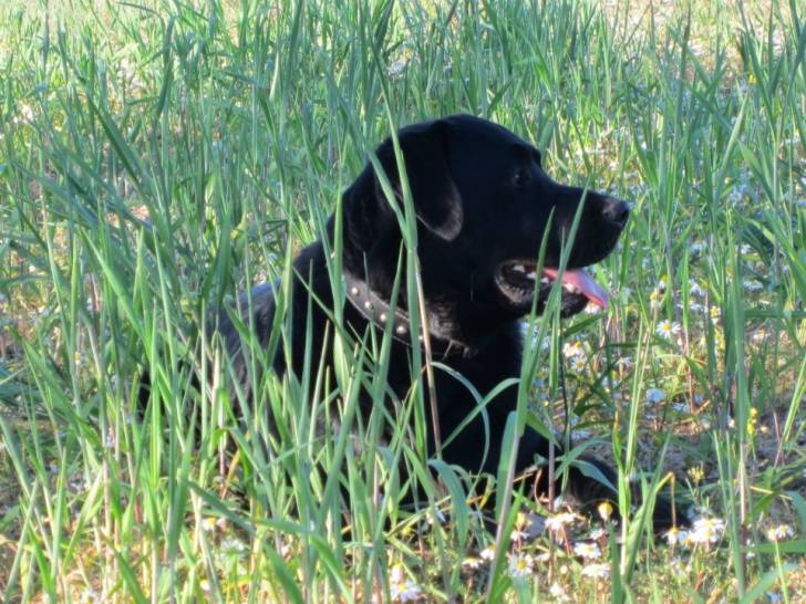 Buda - Labrador Retriever Mâle (1 an)