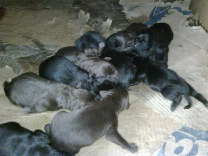Cachorros - Labrador Retriever