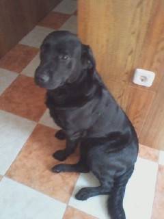 Kuko - Labrador Retriever Mâle (4 ans)