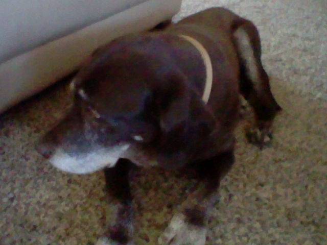 kody(dakota) - Labrador Retriever Mâle (14 ans)