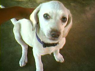 palomendra - Labrador Retriever (6 mois)