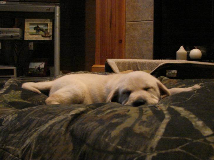 Duke - Labrador Retriever Mâle