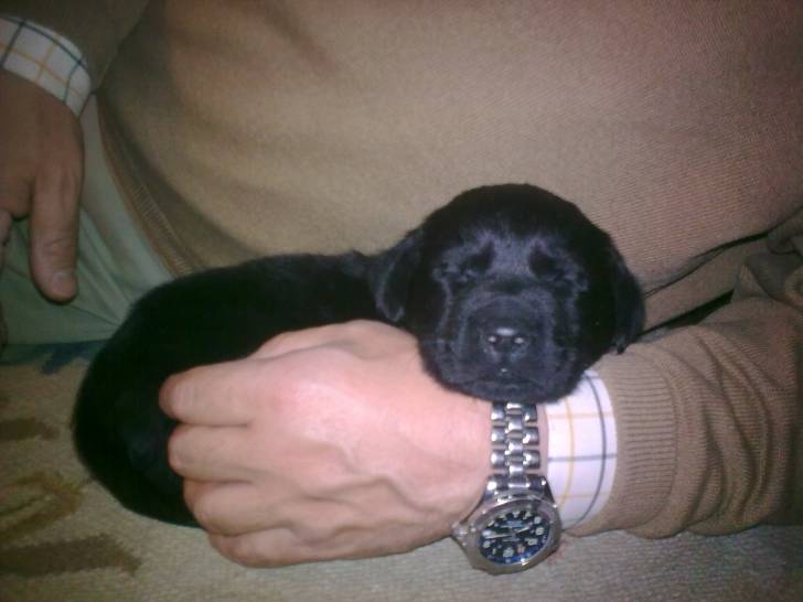 Carbón - Labrador Retriever Mâle (1 mois)