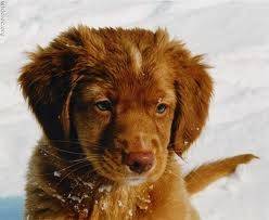 thasha - Labrador Retriever (6 mois)