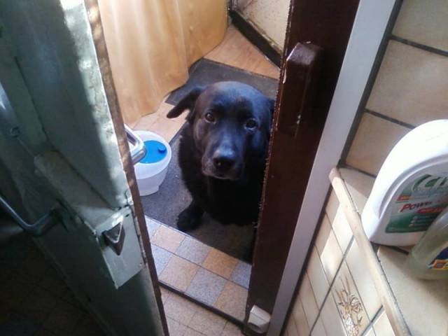 SAM - Labrador Retriever Mâle (8 ans)