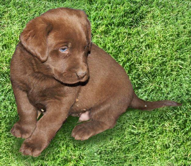 Nina - Labrador Retriever