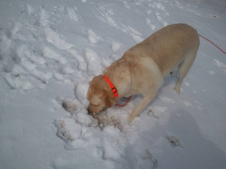 Dixie - Labrador Retriever (3 ans)