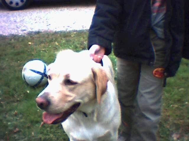 Chipie - Labrador Retriever (2 ans)